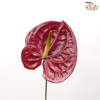 Anthurium Burgundy - M (Per Stem)