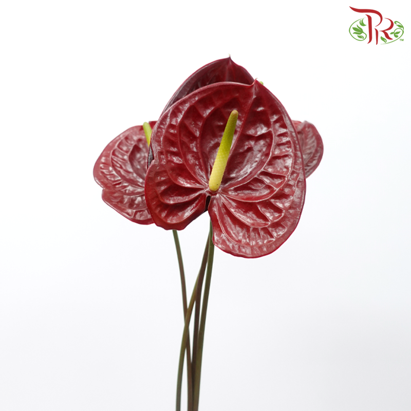 Anthurium Burgundy - M (Per Stem)