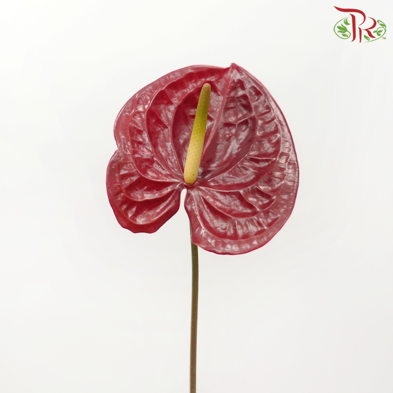 Anthurium Burgundy - M (Per Stem)