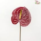 Anthurium Burgundy - M (Per Stem)