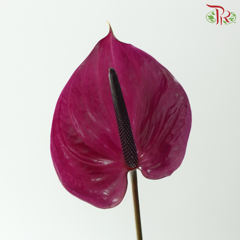 Anthurium - Maravilla 马拉维利亚 (Per Stem)