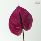 Anthurium - Maravilla 马拉维利亚 (Per Stem)