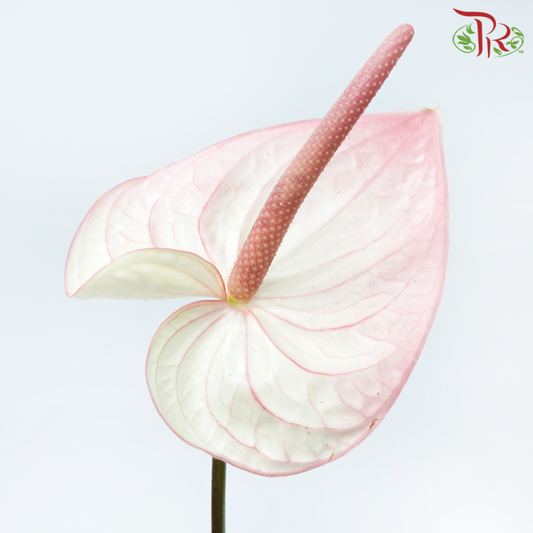 Anthurium Flamingo Pink - XL (Per Stem)