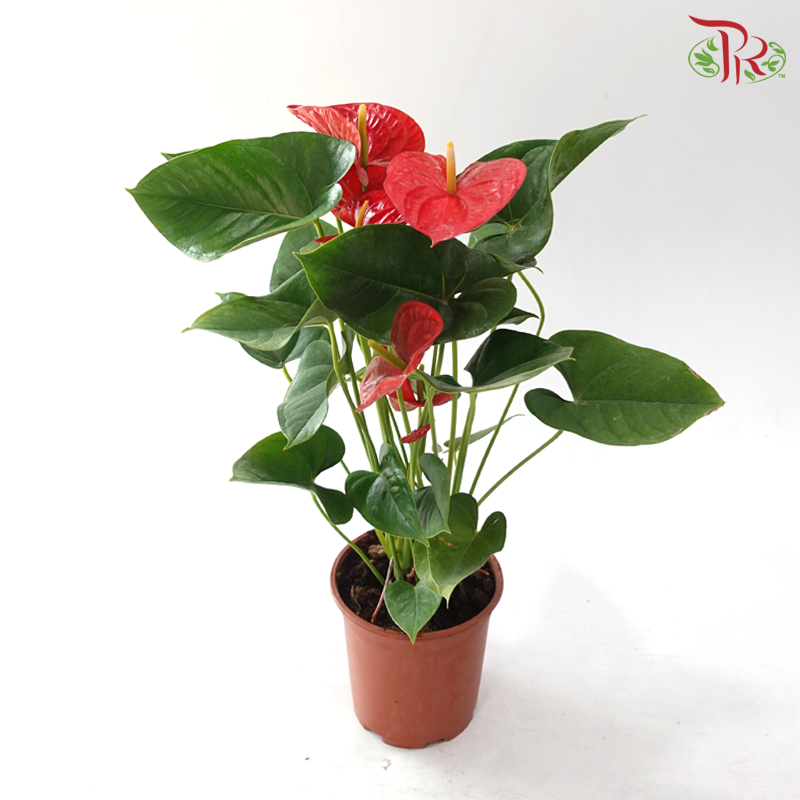 Anthurium YG P170《红掌》(Random Choose Color)