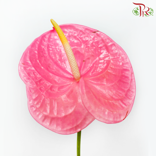 Anthurium Taffy Pink - XL (Per Stem) - Pudu Ria Florist