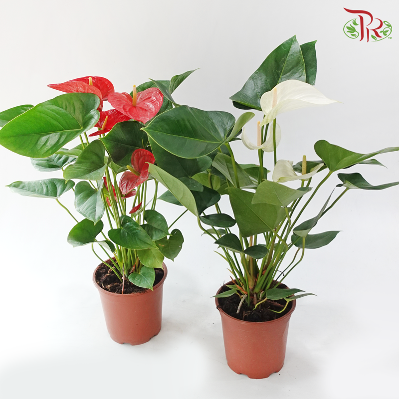 Anthurium YG P170《红掌》(Random Choose Color)