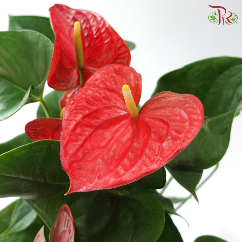 Anthurium YG P170《红掌》(Random Choose Color)