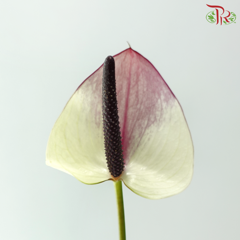 Anthurium - Maxima Violeta 紫色马克西玛 (Per Stem)
