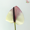 Anthurium - Maxima Violeta 紫色马克西玛 (Per Stem)