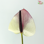 Anthurium - Maxima Violeta 紫色马克西玛 (Per Stem)