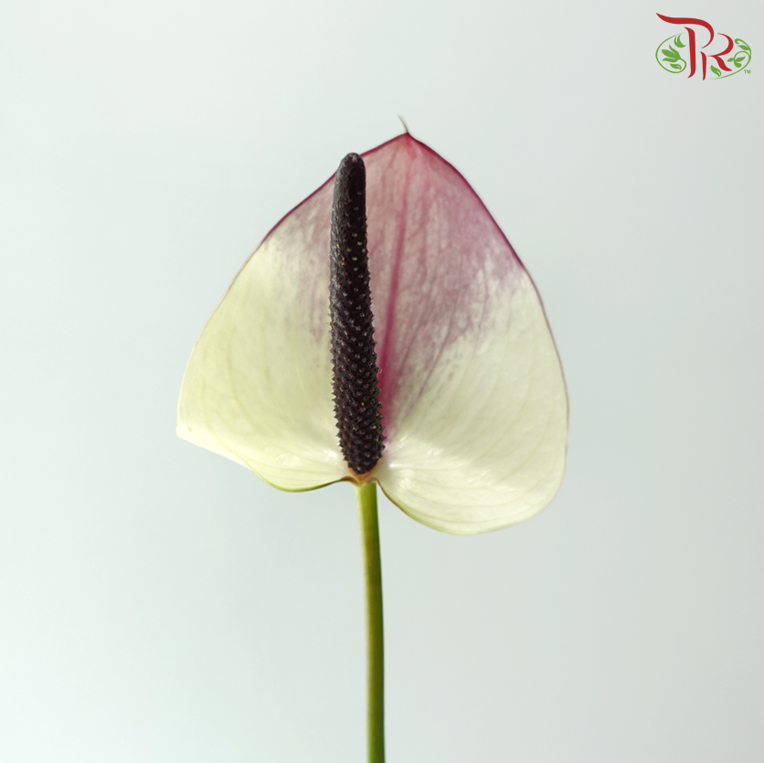 Anthurium - Maxima Violeta 紫色马克西玛 (Per Stem)