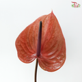 Anthurium - Cantello (Per Stem)