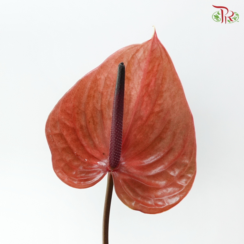 Anthurium - Cantello (Per Stem)