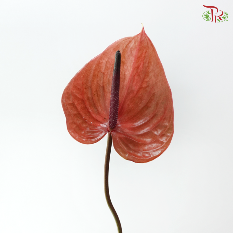 Anthurium - Cantello (Per Stem)