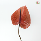 Anthurium - Cantello (Per Stem)