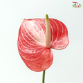 Anthurium - Caldonia 卡多尼亚 (Per Stem)