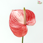 Anthurium - Caldonia 卡多尼亚 (Per Stem)