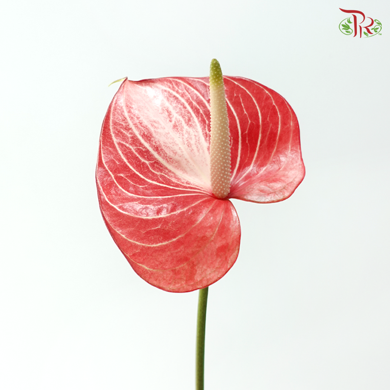 Anthurium - Caldonia 卡多尼亚 (Per Stem)
