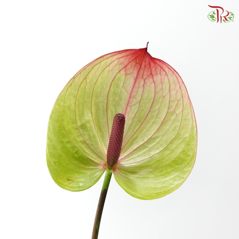 Anthurium - Fortezza 福泰 (Per Stem)