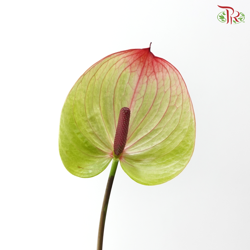 Anthurium - Fortezza 福泰 (Per Stem)