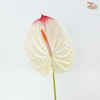 Anthurium - Lybra 力普拉 (Per Stem)