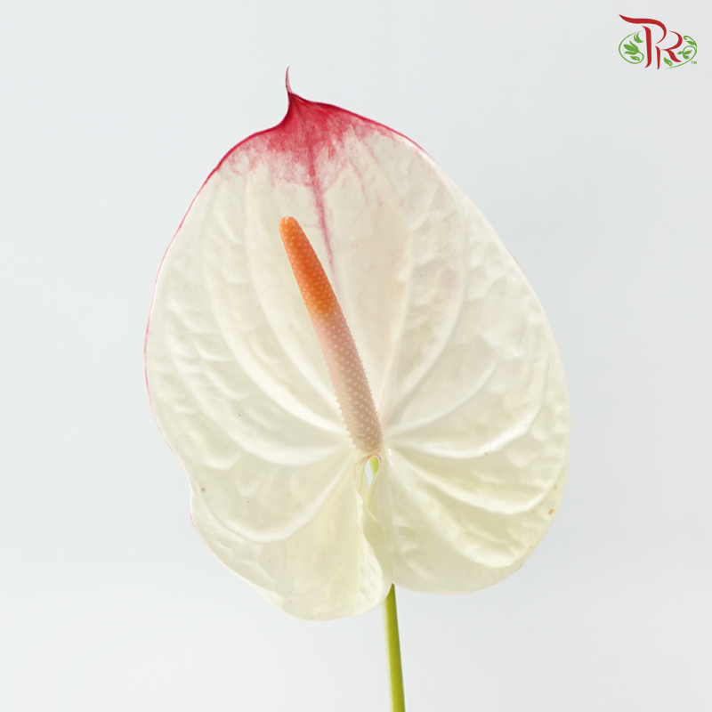 Anthurium - Lybra 力普拉 (Per Stem)