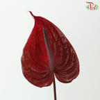 Anthurium - Nero 尼若 (Per Stem)