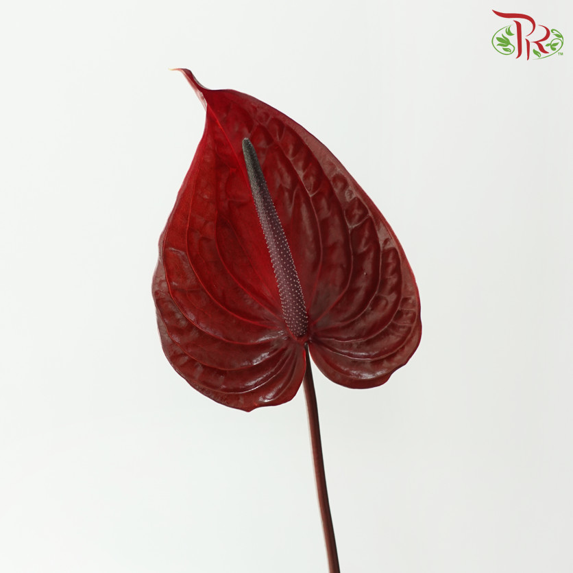 Anthurium - Nero 尼若 (Per Stem)