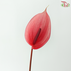 Anthurium - Xavia 萨维尔 (Per Stem)