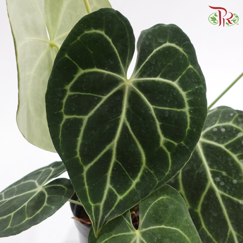 Anthurium Clarinervium P180《克莱恩水晶花烛》
