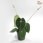 Anthurium Clarinervium P180《克莱恩水晶花烛》