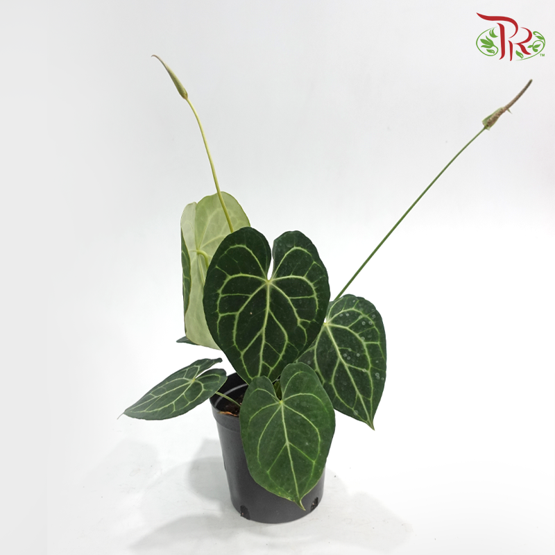 Anthurium Clarinervium P180《克莱恩水晶花烛》