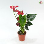 Anthurium Jambo Red 120 - 40cm《红掌》