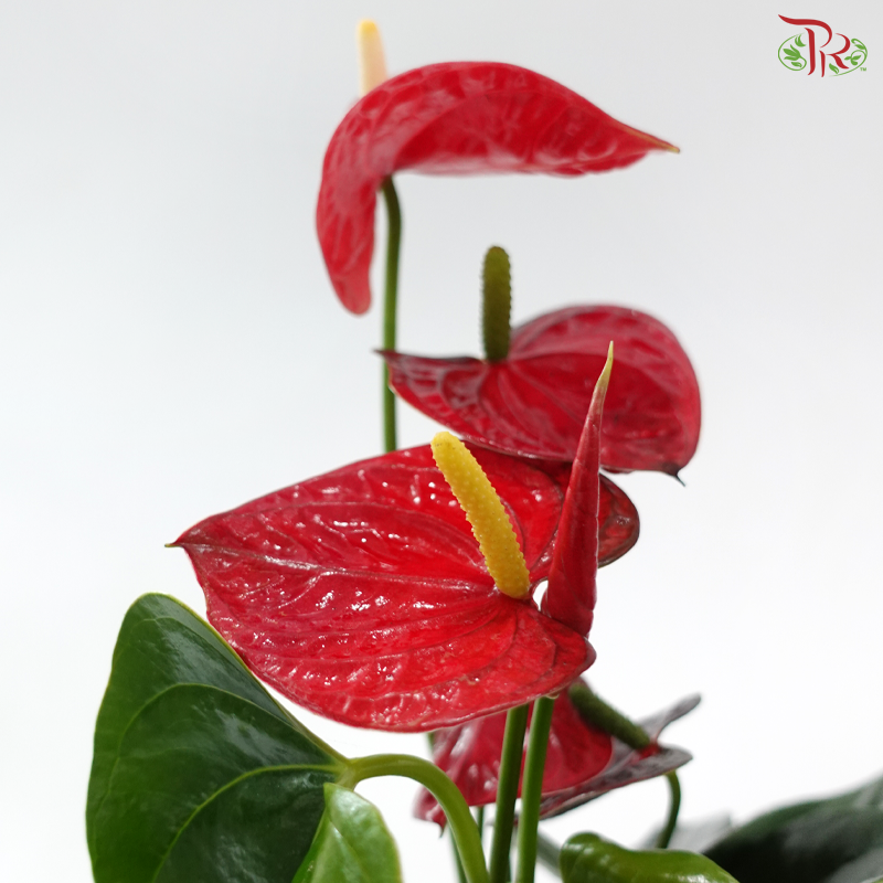 Anthurium Jambo Red 120 - 40cm《红掌》