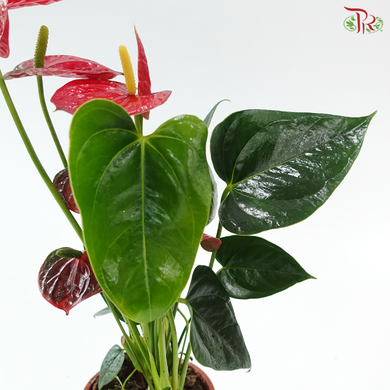 Anthurium Jambo Red 120 - 40cm《红掌》