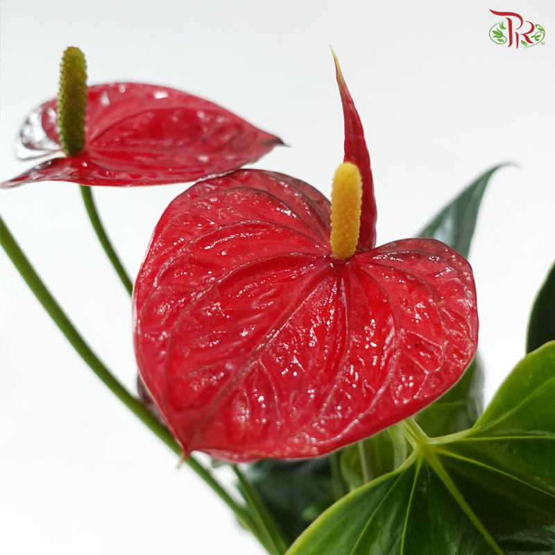 Anthurium Jambo Red 120 - 40cm《红掌》