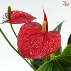 Anthurium Jambo Red 120 - 40cm《红掌》