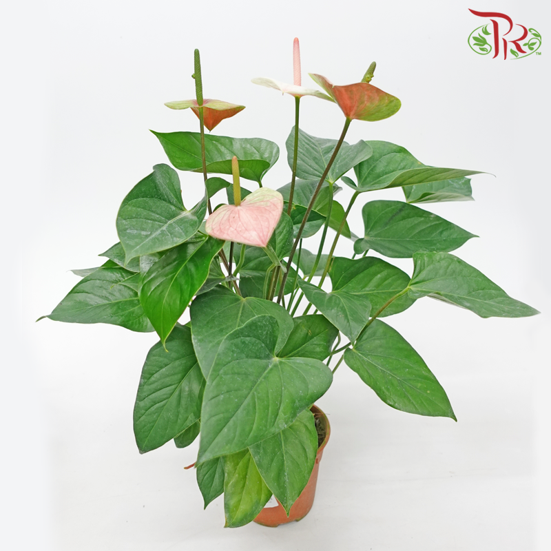 Anthurium P150《火鹤花》- (Randomly Selected) - Pudu Ria Florist