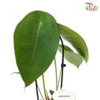 Anthurium Peltigerum《盾叶花烛》