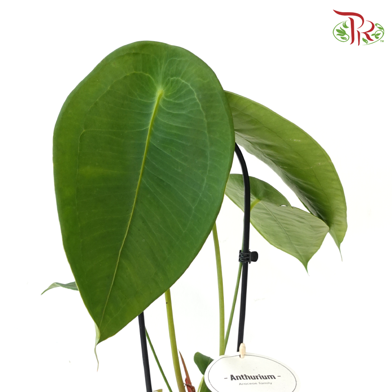 Anthurium Peltigerum《盾叶花烛》