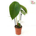 Anthurium Peltigerum《盾叶花烛》