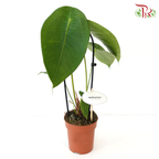 Anthurium Peltigerum《盾叶花烛》