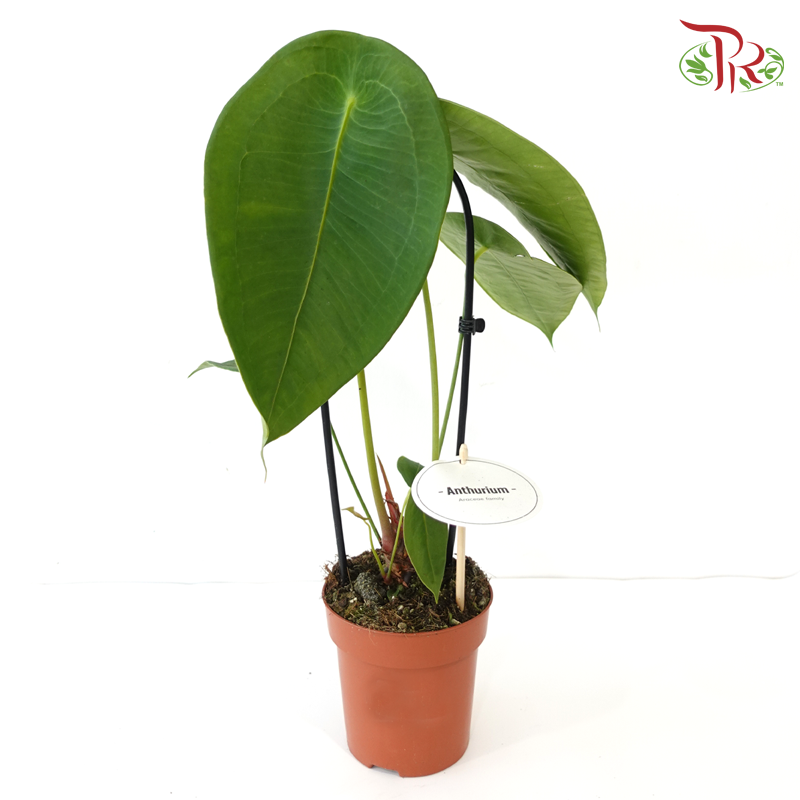 Anthurium Peltigerum《盾叶花烛》