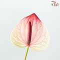 Anthurium Bicolour Cream & Pink - S (Per Stem)