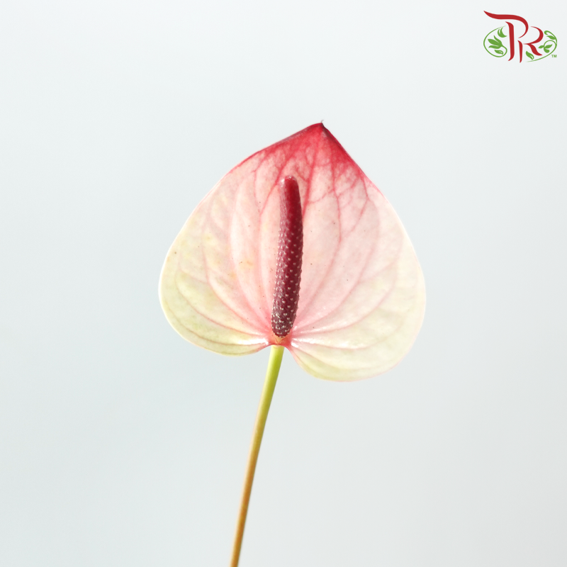Anthurium Bicolour Cream & Pink - S (Per Stem)