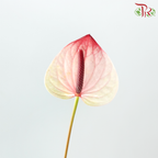 Anthurium Bicolour Cream & Pink - S (Per Stem)