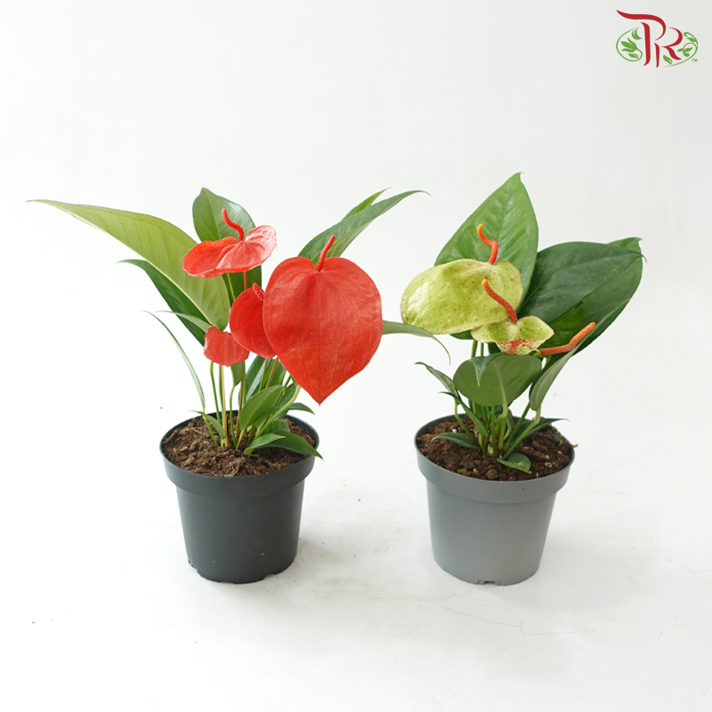 Anthurium Scherzerianum P140 Y05《火鹤花》(Random Choose Color)
