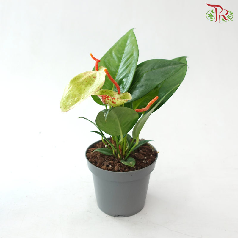 anthurium scherzerianum for sale Anthurium Scherzerianum P140 Y05《火鹤花》(Random Choose Color) – Pudu Ria Florist