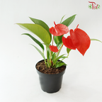Anthurium Scherzerianum P140 Y05《火鹤花》(Random Choose Color)