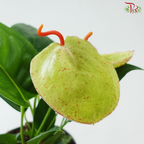 Anthurium Scherzerianum P140 Y05《火鹤花》(Random Choose Color)